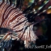 lionfish_common_nus_h_0705_png1909.jpg